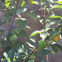 ۴۸۶متر ویلایی سندار حومه شهرک خاکعلی|فروش خانه و ویلا|بشاریات, |دیوار