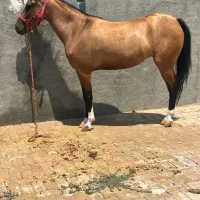 فروش اسب کرد دره شور