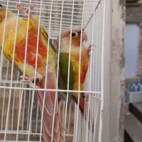 گرینچیک  چهار ماهه  نر