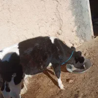 گوساله هلشتاین 3ماهه|حیوانات مزرعه|بجنورد, |دیوار