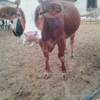 تلیسه گاو گوساله