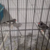 فنچ|پرنده|بروجرد, |دیوار