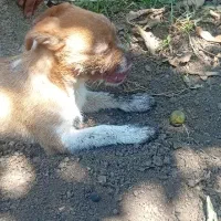 واگذاری توله سگ|سگ|املش, |دیوار