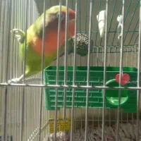 طوطی برزیلی نر و یک جفت مرغ عشق