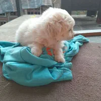 سگ اشپیز‌ پاکوتا|سگ|آستانه اشرفیه, |دیوار