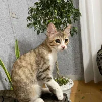 واگذاری رایگان گربه D sh