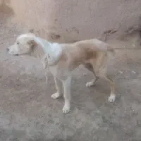 سگ خراسانی توله