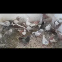 کفتر بوم