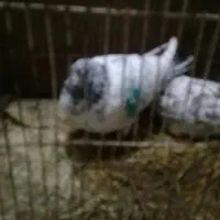 کبوتر نر و ماده