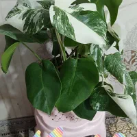 گل کم نور میخوای و مقاوم و خوشگل بیا