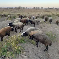 ۳۸ راس شیشک همه ابستن|حیوانات مزرعه|تاکستان, |دیوار