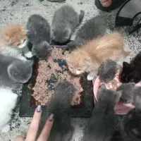 گلد اسکاتی بیرتییش گوش خوابیده /۲ماهه/خرسی|گربه|فردیس, قریشی|دیوار