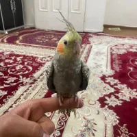 عروس هلندی|پرنده|ری, بازار آهن|دیوار