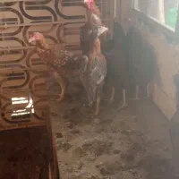 مرغ خروس لاری|حیوانات مزرعه|مشهد, شهرک امام سجاد|دیوار