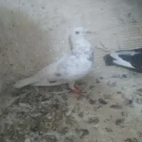 دوتا کفتر نر گرفتنی|پرنده|نیشابور, میدون بار|دیوار