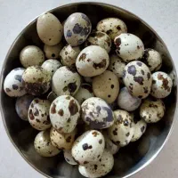 تخم بلدرچین خوراکی|خوردنی و آشامیدنی|اصفهان, بهارستان|دیوار