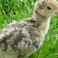جوجه بوقلمون دوسه روزه