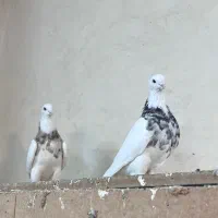 کفتر طوقی هفت رنگ|پرنده|مشهد, هفده شهریور|دیوار