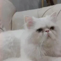 پرشین سوپرفلت بالغ نر|گربه|زاهدان, |دیوار