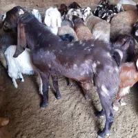 تکه پاکستانی|حیوانات مزرعه|سمنان, |دیوار