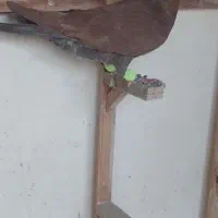 کفتر|پرنده|مشهد, ایثار|دیوار