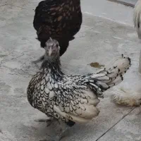 مرغ و خروس سلطان و سبرایت|حیوانات مزرعه|شیراز, دودمان|دیوار