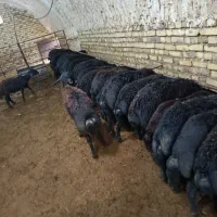 35عدد بره نرقرقزل