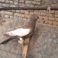 سینه سرخ