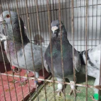 کفتر پلاکی تیر|پرنده|کوه چنار, |دیوار