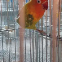 طوطی کوتوله ماده مست