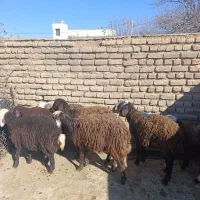 بره افشارماده