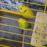 یک جفت مرغ عشق دو رگه|پرنده|مهدی شهر, |دیوار