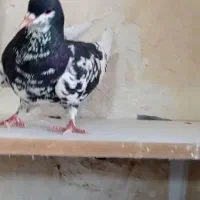 نروماده شهری گلدار|پرنده|ارژن, |دیوار