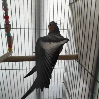 یه جفت عروس هلندی مولد|پرنده|هشتگرد, فاز ۱ مهستان|دیوار