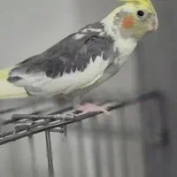 عروس هلندی نر