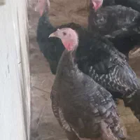 فروش بوقلمون برنز تعداد ۱۰۰ عدد به صورت عمده و تکی|حیوانات مزرعه|قائم‌شهر, |دیوار