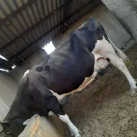 گاو شیری|حیوانات مزرعه|نیمروز, |دیوار