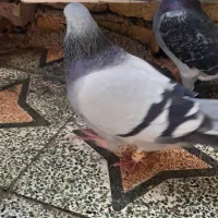 کبوتر معاوضه با مرغ محلی