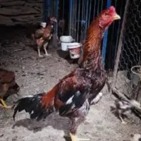 جوجه لاری اصیل|حیوانات مزرعه|مشهد, کوی المهدی|دیوار