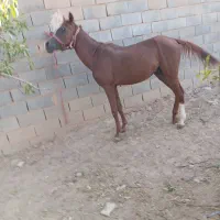 یک راس کره نریون عرب