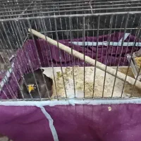 مرغ مینا|پرنده|قم, نیروگاه|دیوار