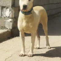 سگ بولی نر دوساله
