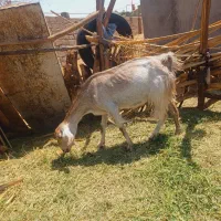 بز با کره نر بزرگ رشتی مالداری