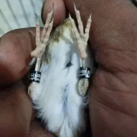 سهره قناری ملایر