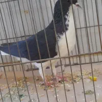 یک عدد خشرنگ