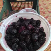 شاتوت|خوردنی و آشامیدنی|مشهد, توس (بلوار توس)|دیوار