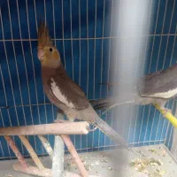 عروس هلندی سیامون