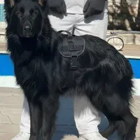 سگ  ژرمن بلک موبلندنر هشت ماه اموزش دیده فی ۴۰ م ت