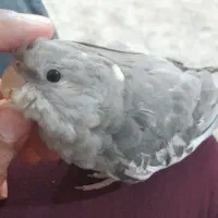 ۲تا عروس هلندی نر دستی سخنگو