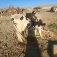 گاو ماده|حیوانات مزرعه|ریگ ملک, |دیوار